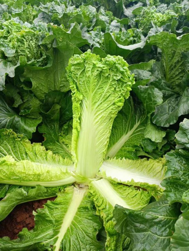 河南新野白菜/竹筒青白菜/精品秋绿60/地头现采现发