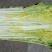 河南新野白菜/竹筒青白菜/精品秋绿60/地头现采现发