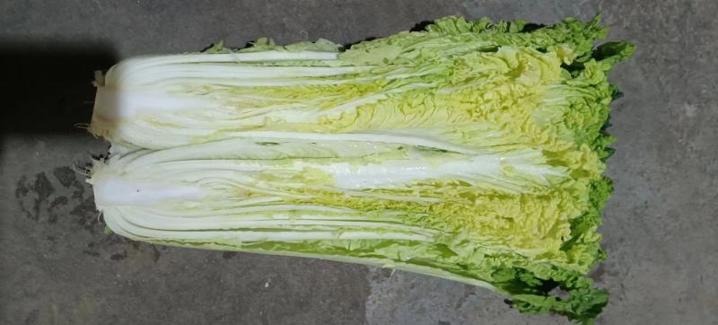 河南新野白菜/竹筒青白菜/精品秋绿60/地头现采现发