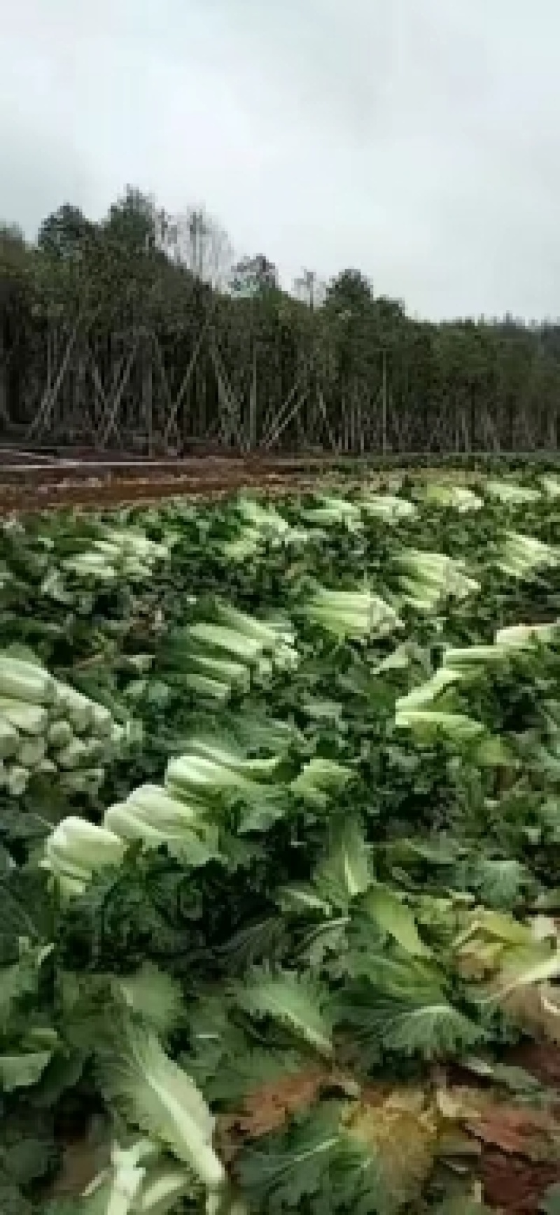 河南新野白菜/竹筒青白菜/精品秋绿60/地头现采现发