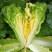 河南新野白菜/竹筒青白菜/精品秋绿60/地头现采现发