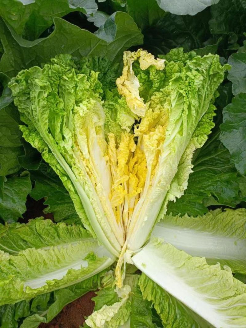 河南新野白菜/竹筒青白菜/精品秋绿60/地头现采现发
