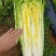 河南新野白菜/竹筒青白菜/精品秋绿60/地头现采现发