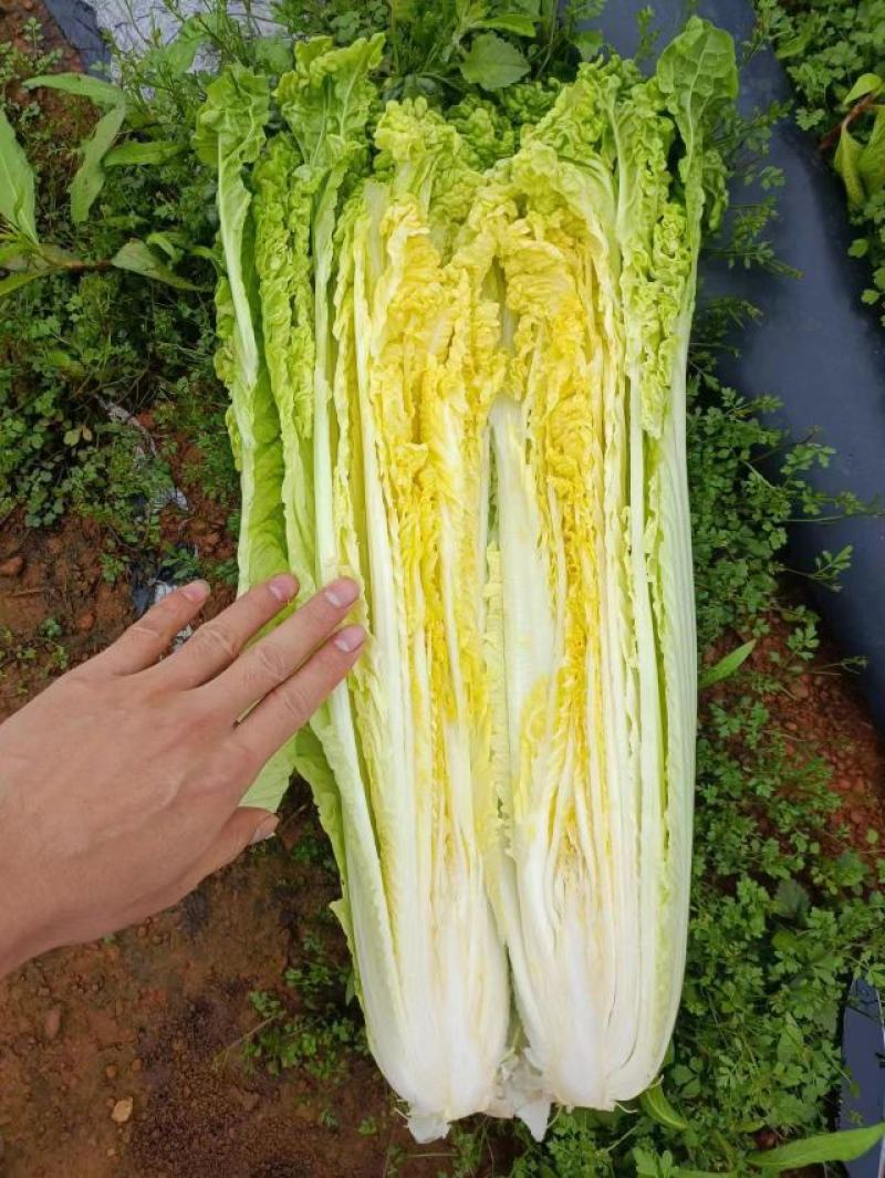 河南新野白菜/竹筒青白菜/精品秋绿60/地头现采现发