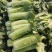 河南新野白菜/竹筒青白菜/精品秋绿60/地头现采现发