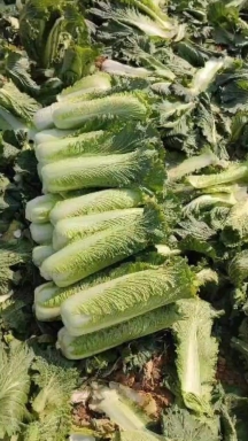 河南新野白菜/竹筒青白菜/精品秋绿60/地头现采现发