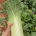 河南新野白菜/竹筒青白菜/精品秋绿60/地头现采现发