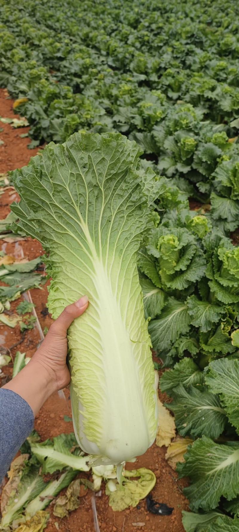 河南新野白菜/竹筒青白菜/精品秋绿60/地头现采现发