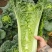 河南新野白菜/竹筒青白菜/精品秋绿60/地头现采现发