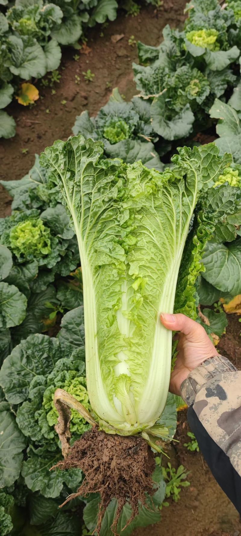 河南新野白菜/竹筒青白菜/精品秋绿60/地头现采现发