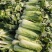 河南新野白菜/竹筒青白菜/精品秋绿60/地头现采现发