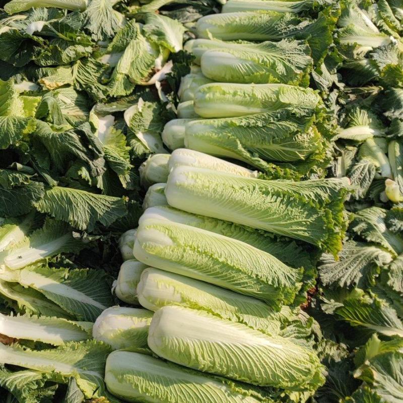 河南新野白菜/竹筒青白菜/精品秋绿60/地头现采现发