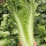 河南新野白菜/竹筒青白菜/精品秋绿60/地头现采现发
