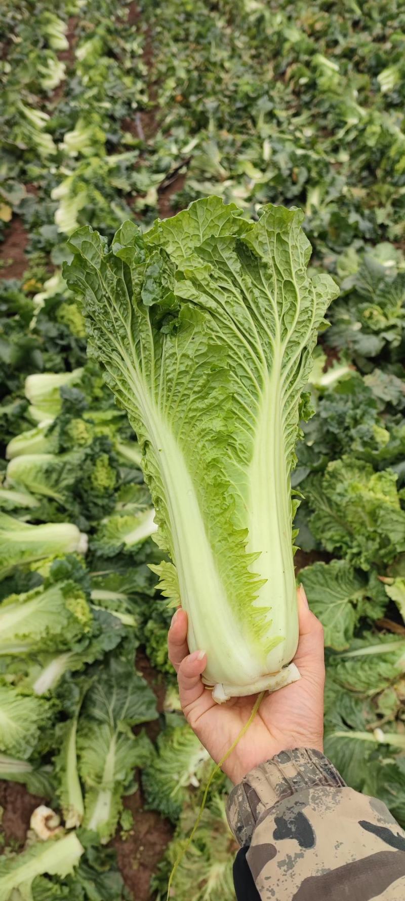 河南新野白菜/竹筒青白菜/精品秋绿60/地头现采现发
