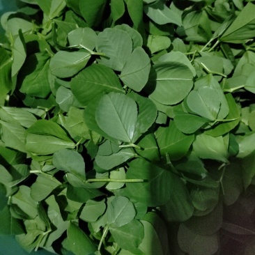 金花菜