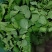 金花菜