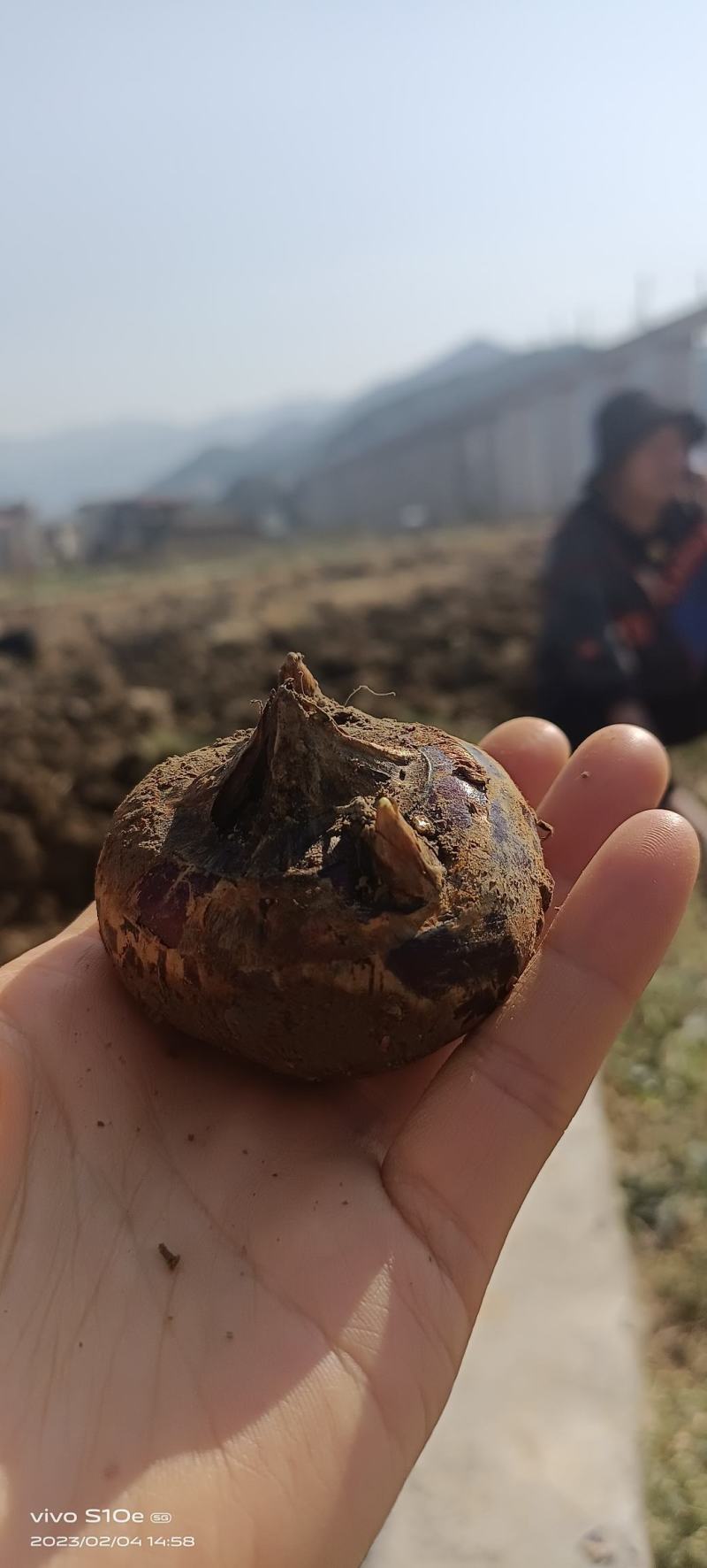 2025年马蹄荸荠预订批发产地供应代发