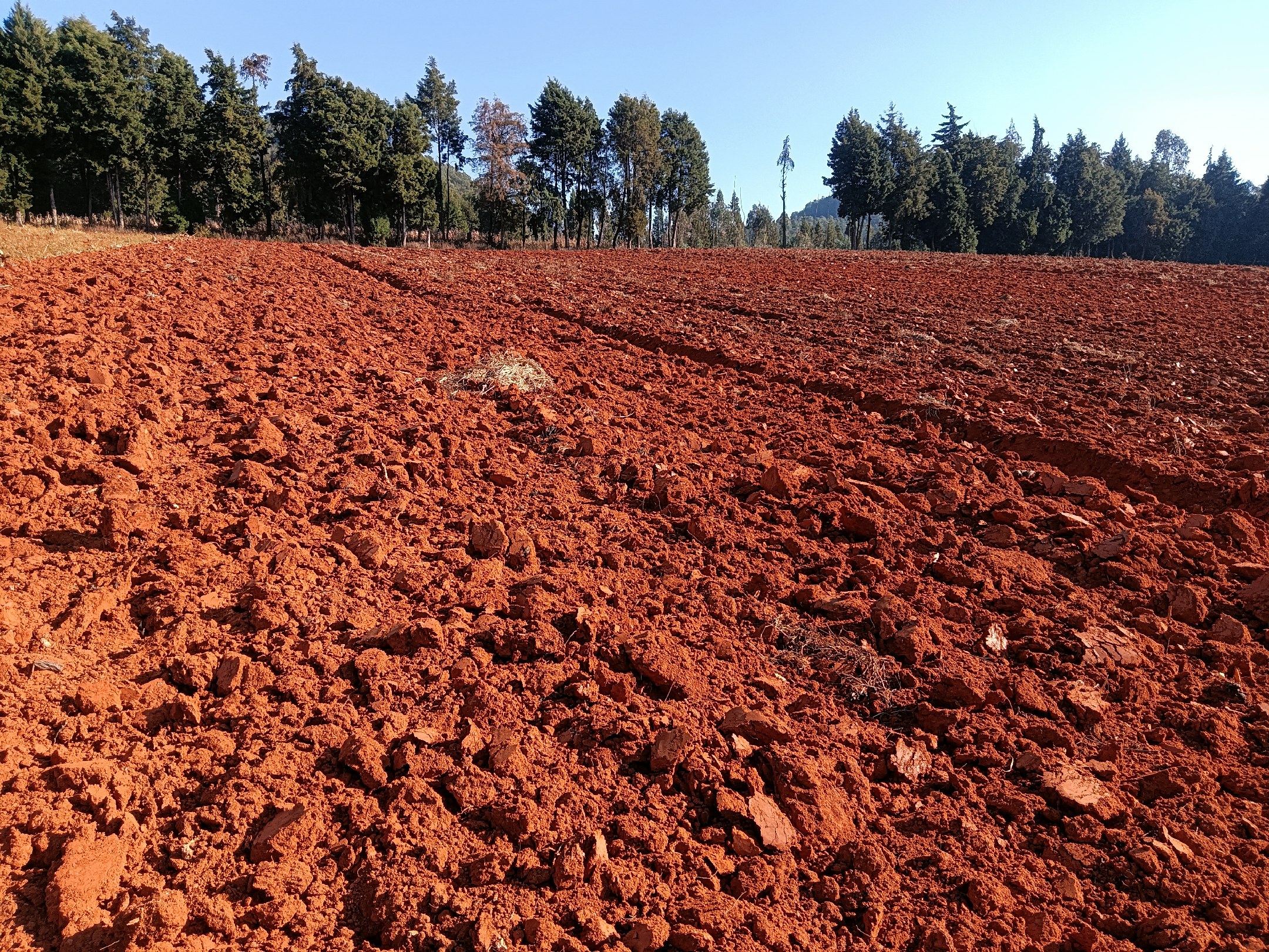 百合种植土壤准备
