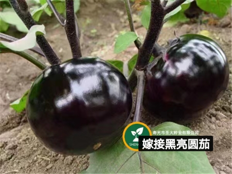 早熟圆茄嫁接苗，黑亮圆球形，单果重750-1000克