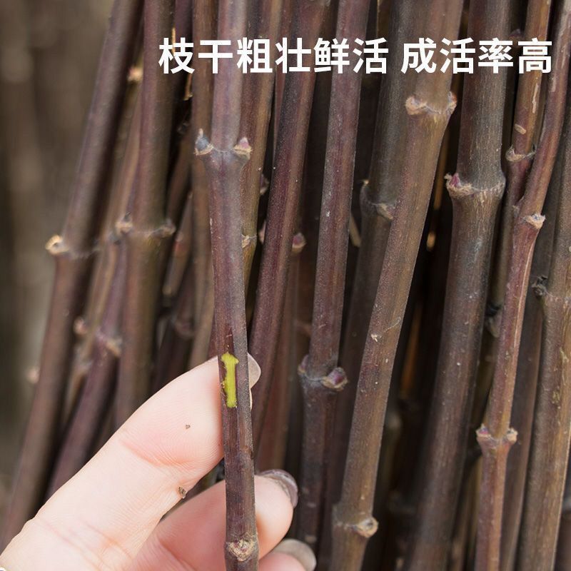 红枫苗，日本红枫红舞姬中国红枫，美国红枫，品种枫园欢迎您