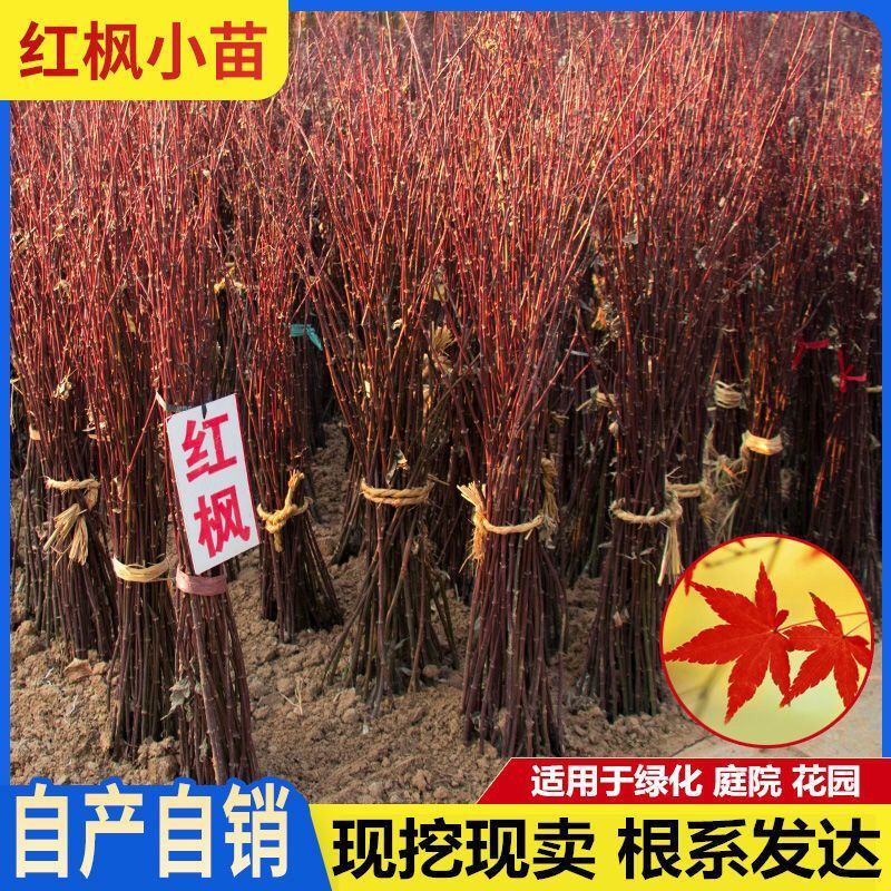 红枫苗，日本红枫红舞姬中国红枫，美国红枫，品种枫园欢迎您