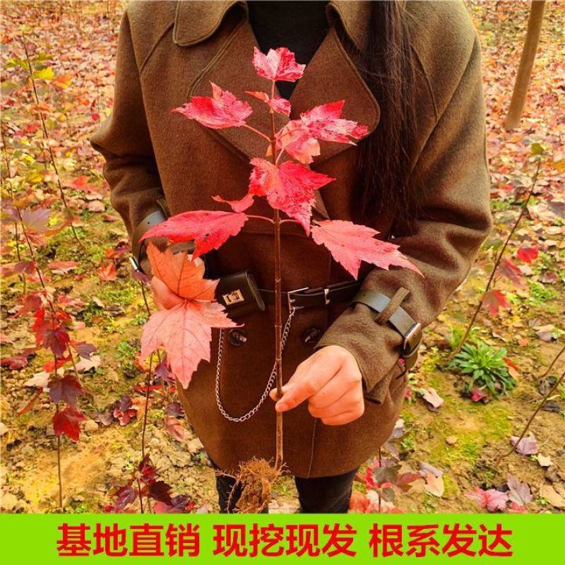 红枫苗，日本红枫红舞姬中国红枫，美国红枫，品种枫园欢迎您