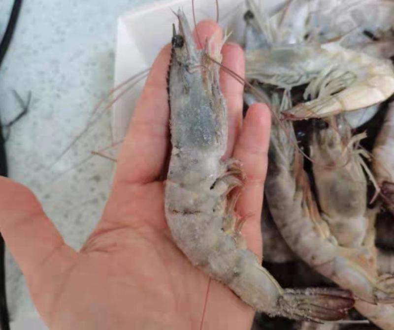 大虾，海鲜，白虾20-30规格4斤装净3.5左右盐冻包邮