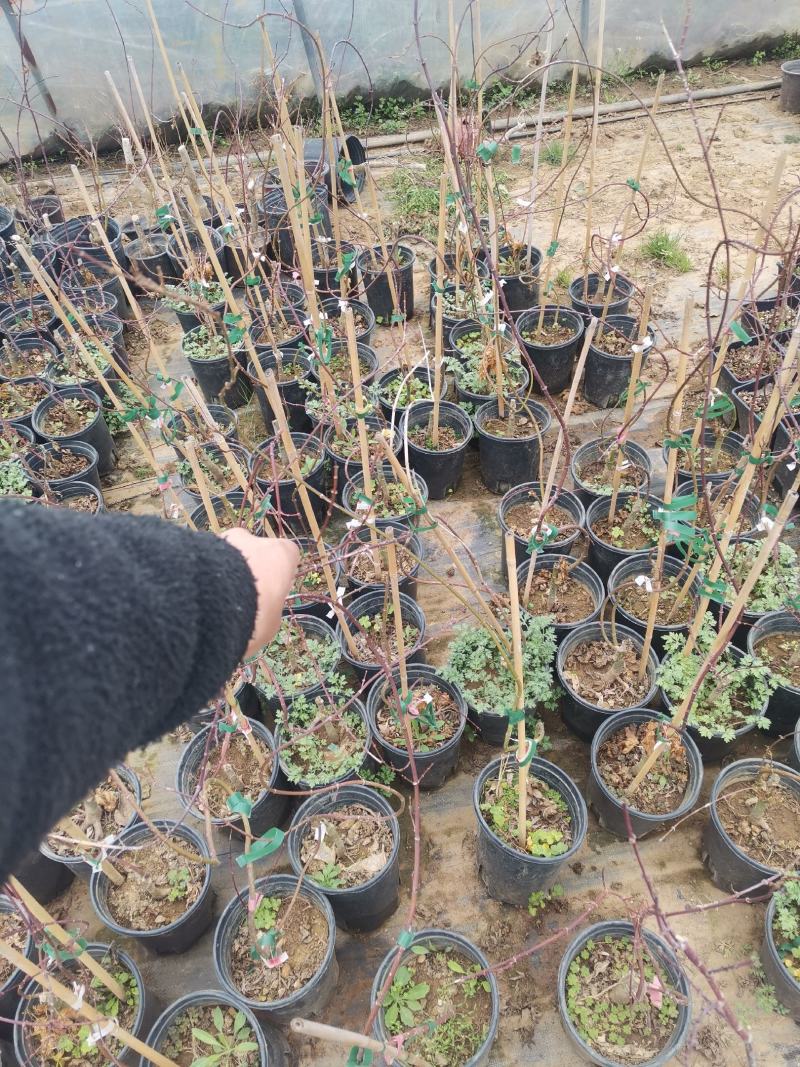枫树苗，品种流泉，包对版包品种，高度约八十厘米，含盆发货