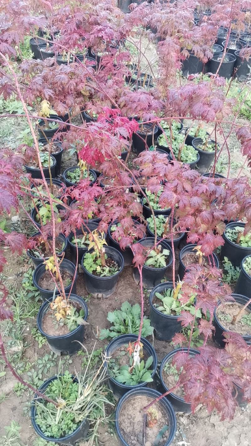 枫树苗，品种流泉，包对版包品种，高度约八十厘米，含盆发货