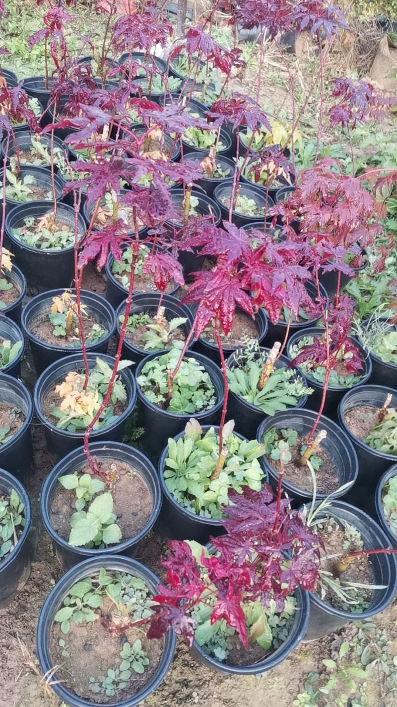 枫树苗，品种流泉，包对版包品种，高度约八十厘米，含盆发货