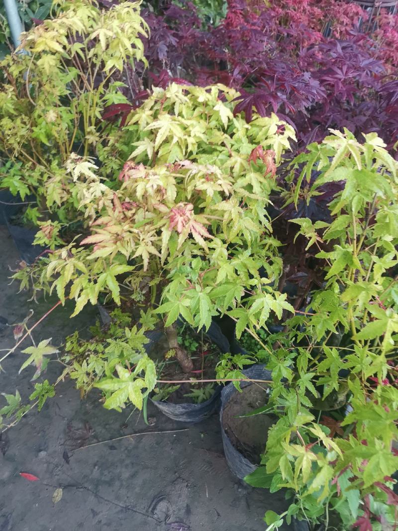 枫树苗，品种流泉，包对版包品种，高度约八十厘米，含盆发货