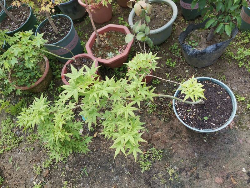 枫树苗，品种流泉，包对版包品种，高度约八十厘米，含盆发货