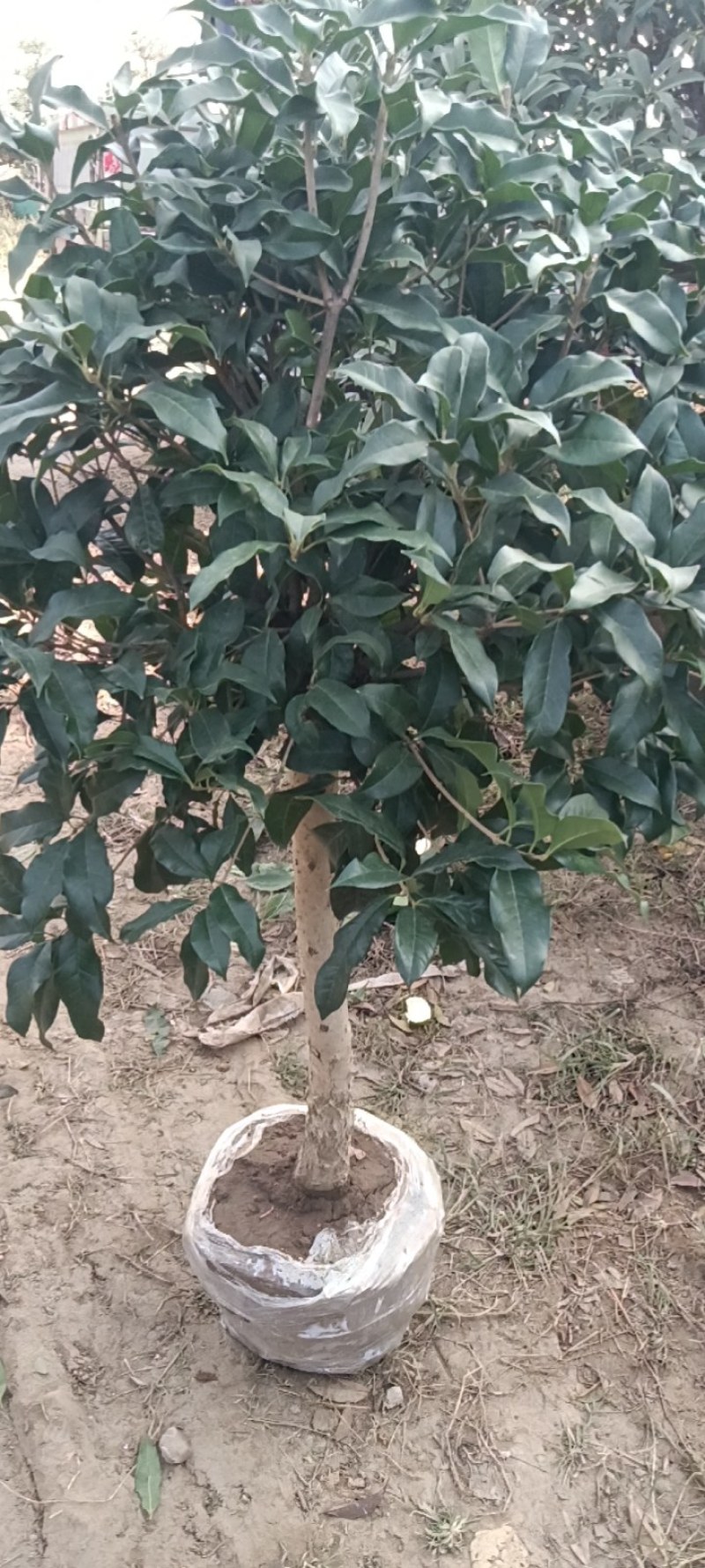 各种规格和品种的果树苗