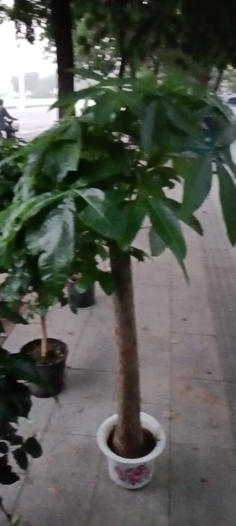 各种规格和品种的果树苗