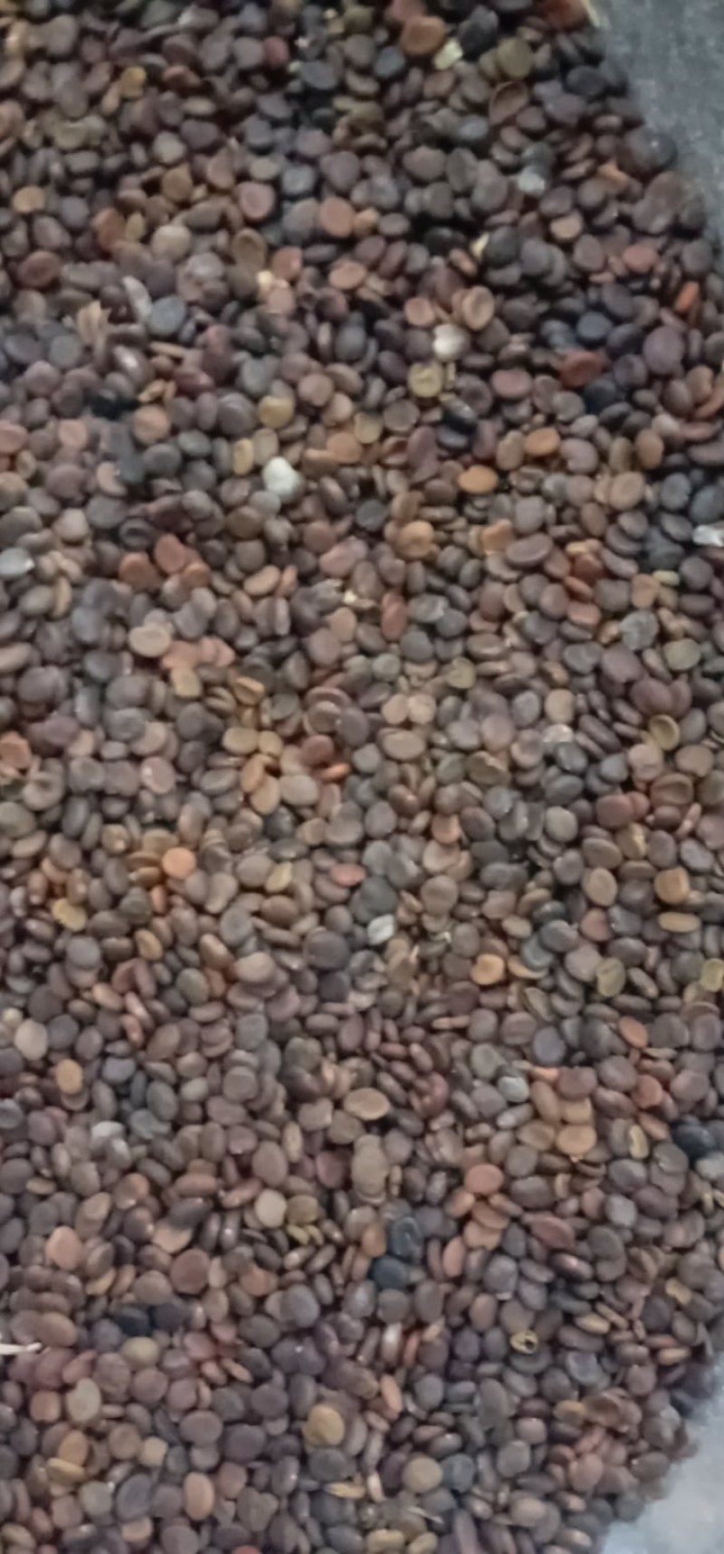 黄芪种子