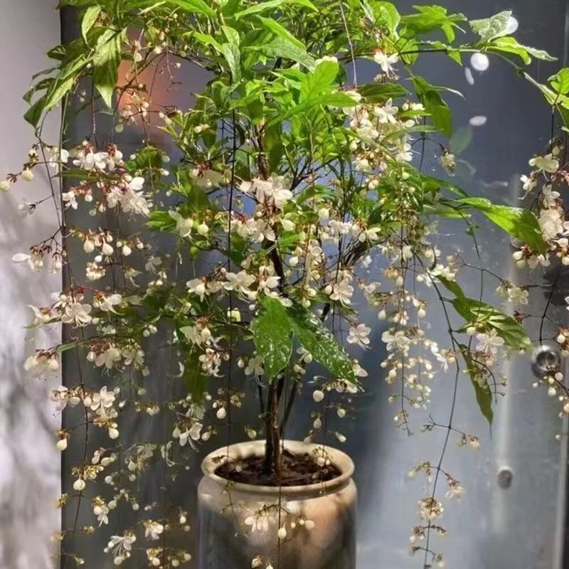 垂丝茉莉盆栽带花苞进口绿植室内白蝴蝶四季开花泰国垂吊植物