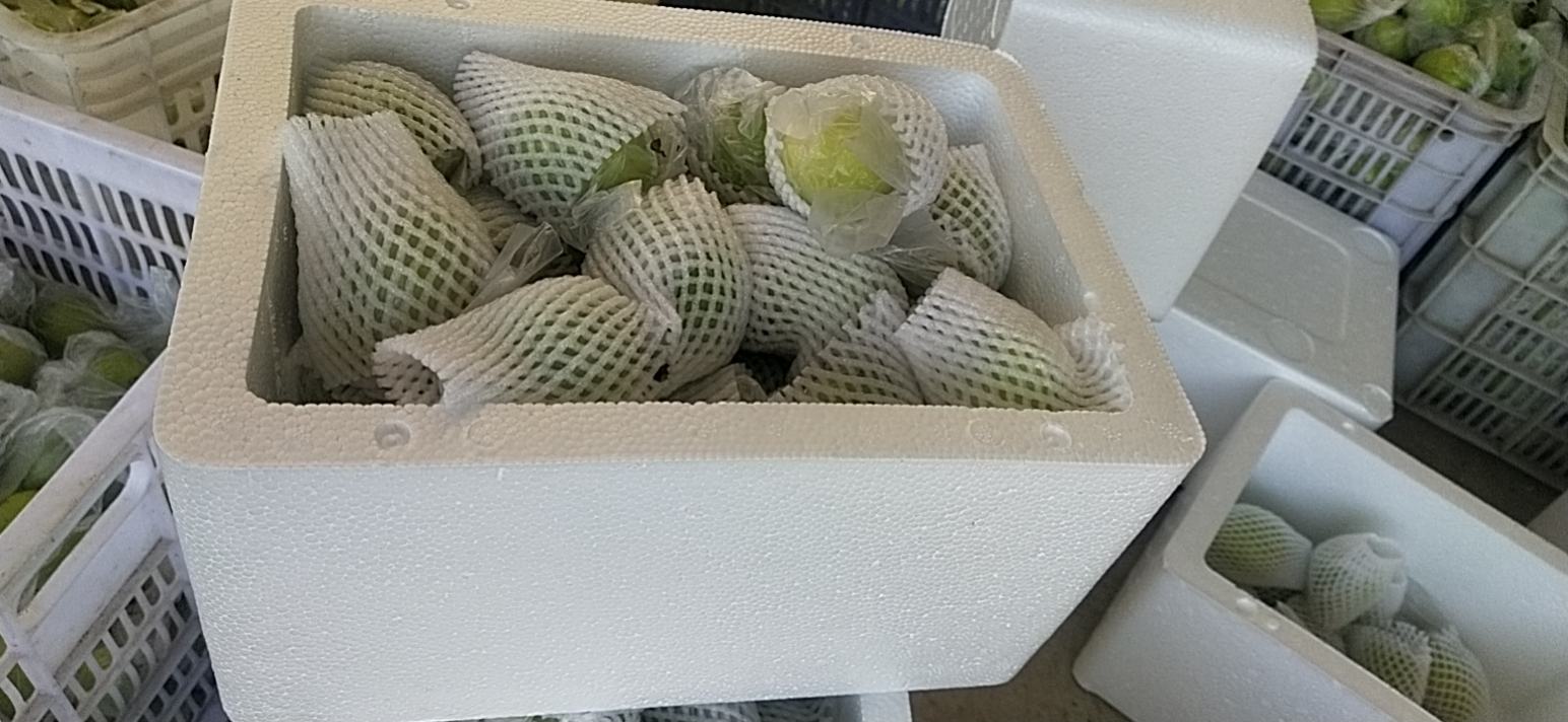 展示青枣放入冰箱冷藏的正确包装方式,使用保鲜袋或保鲜盒封装 青枣冷藏保存示意图