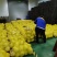 金丝瓜大量上市，一手货源，品质保障，量大从优