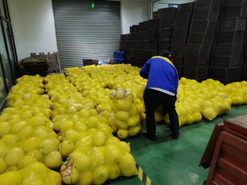 金丝瓜大量上市，一手货源，品质保障，量大从优