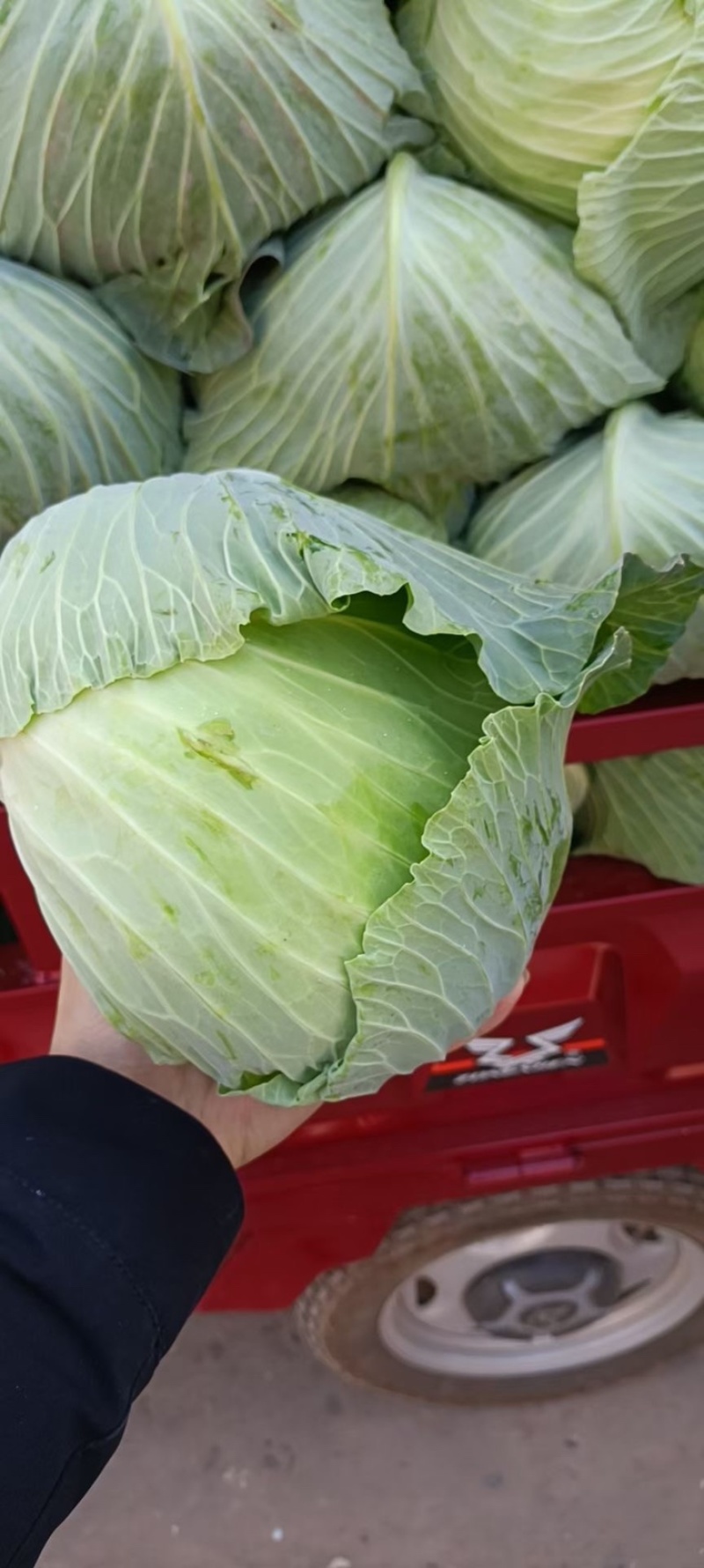 精品甘蓝大量上市产地直供质量保证量大优