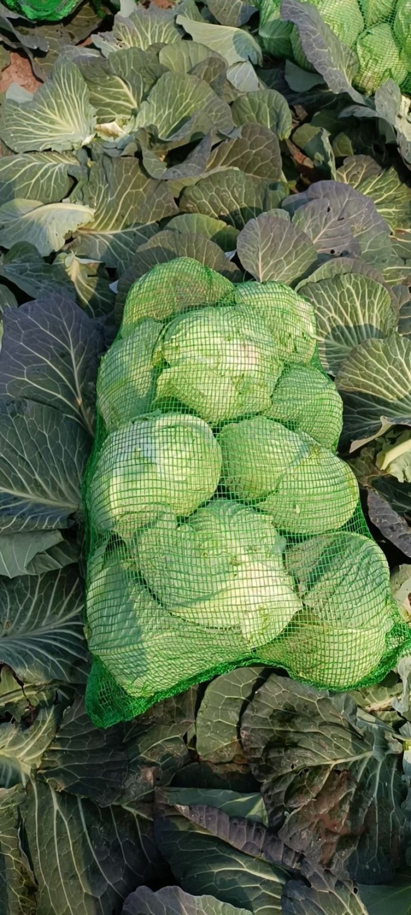 精品甘蓝大量上市产地直供质量保证量大优