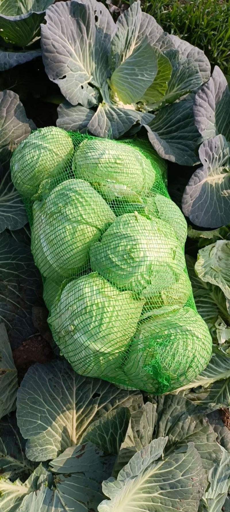 精品甘蓝大量上市产地直供质量保证量大优