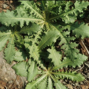 沂蒙山野生苦菜