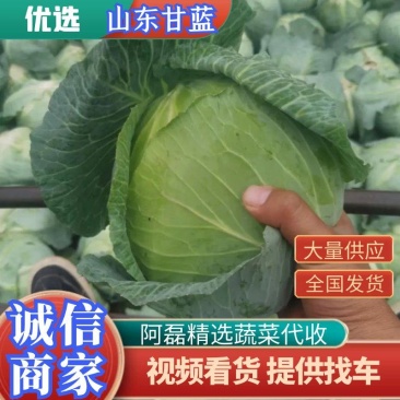产地直发大量供应优选基地适应，大型加工厂，市场