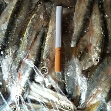 白条