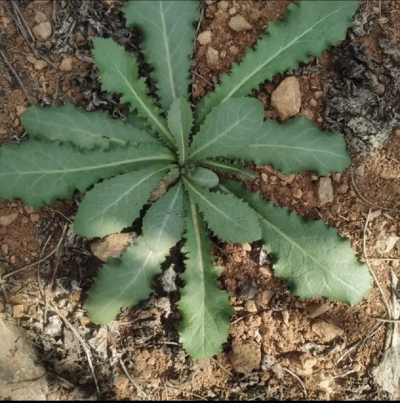 沂蒙山野生苦菜