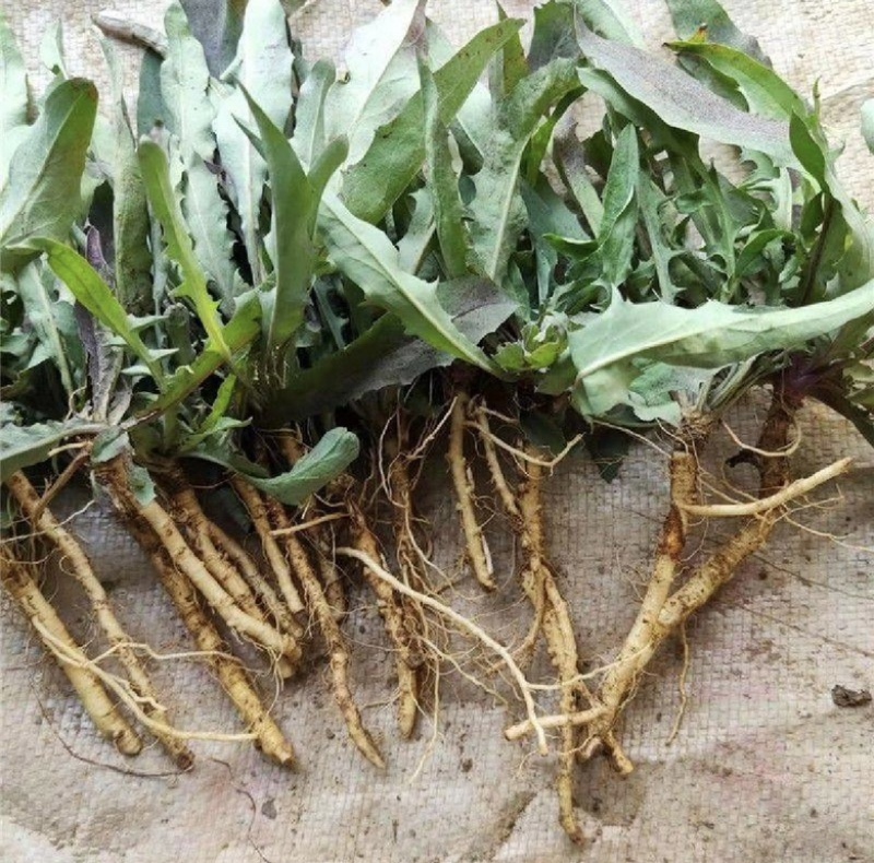 沂蒙山野生苦菜