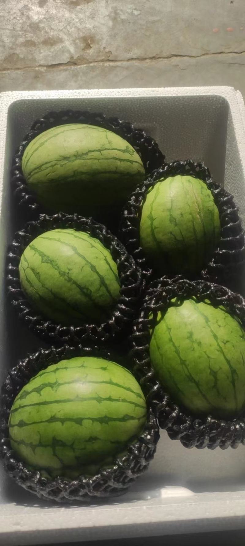 精品小西瓜
