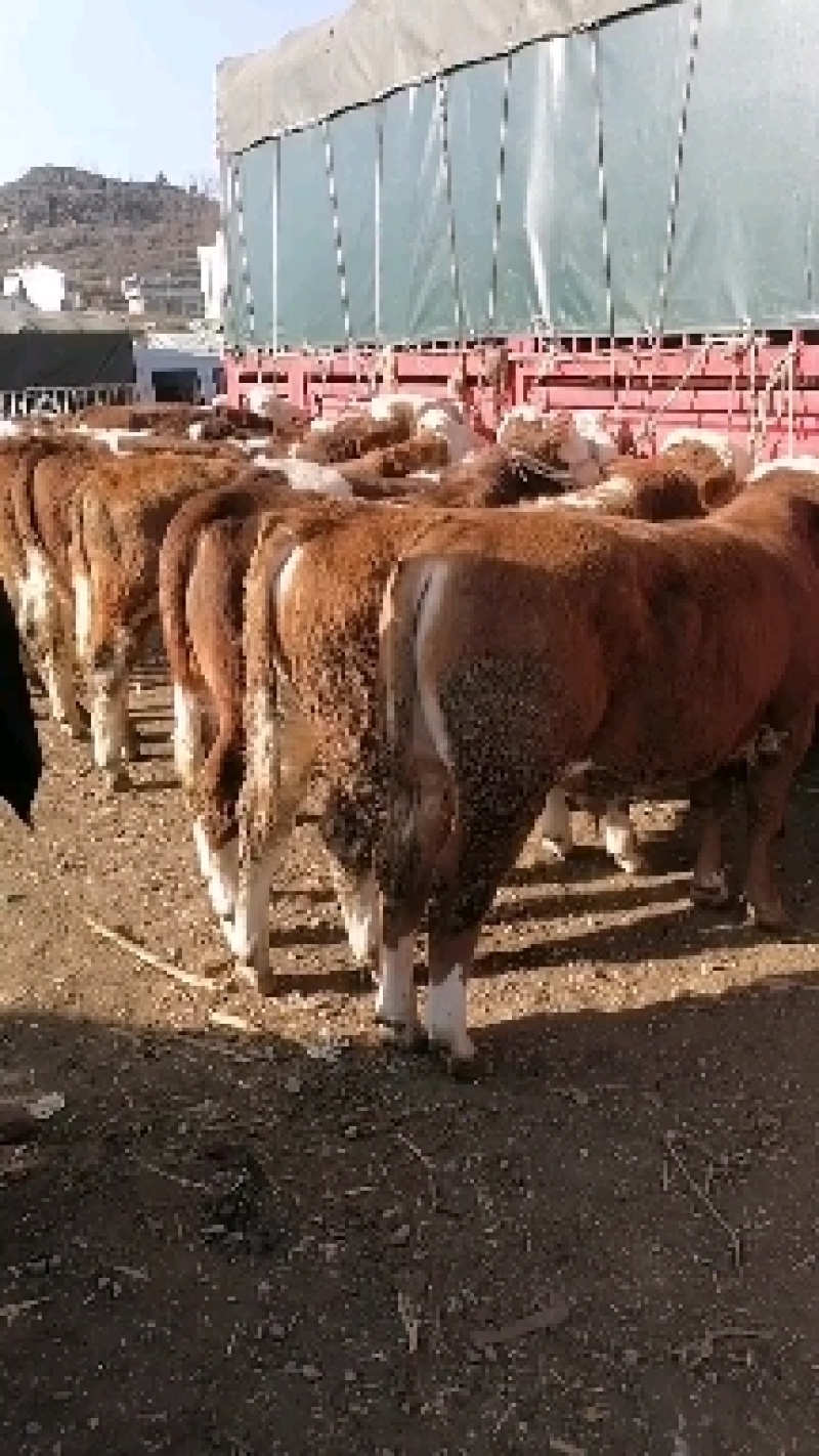 西门达尔育肥小公牛，体型骨架标准，花开毛片非常达标