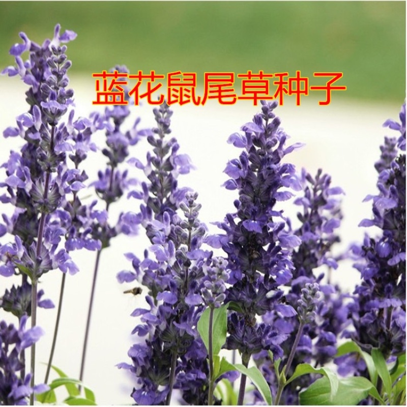 蓝花鼠尾草种子一串紫花红花四季播庭院宿根耐寒花卉景观花籽
